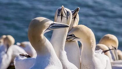 九游体育官网入口-德国自由泳中距离表现亮眼，德国1500米自由泳