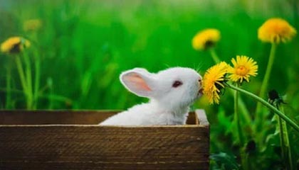 九游体育官网入口-德国自由泳中距离表现亮眼，德国1500米自由泳